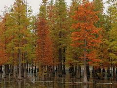 -白鹭湾湿地公园