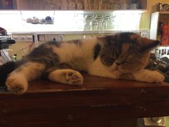 -猫色咖啡·猫咖