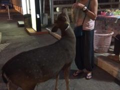 -清迈夜间动物园