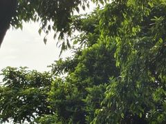-火炉山森林公园