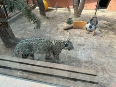 -青藏高原野生动物园