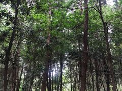 -铁山坪森林公园