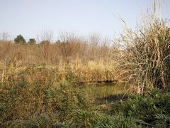 -白鹭湾湿地公园