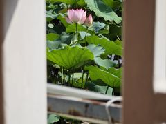 -荔湾湖公园