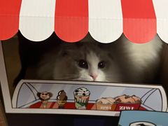 -天使宠物医院·犬猫分诊(彩虹店)