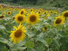 -武陵山森林公园