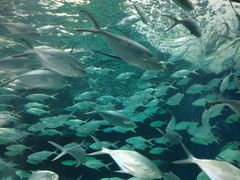 -上海海洋水族馆