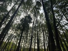 -乌镇东栅景区