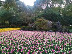 -上海鲜花港