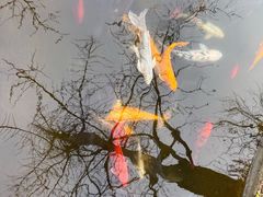 -九尺赵老四鲜鹅肠火锅