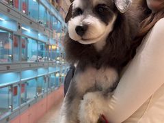 -FAELING PETS美天灵宠物(合生汇店)