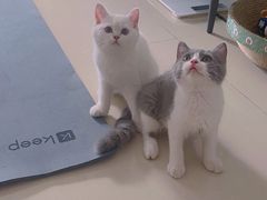 -lincat·猫舍(广州店)