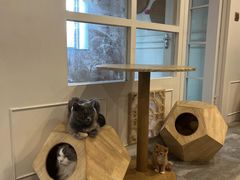 -楼上猫咖(罗湖店)