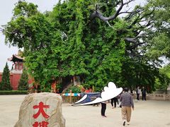 -大槐树寻根祭祖园