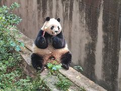 -成都大熊猫繁育研究基地