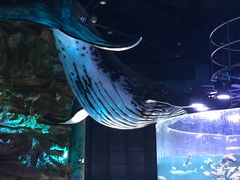 -青岛嘉年华主题乐园