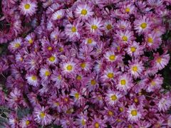 android_upload_pic-沈阳中山公园