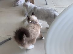 -怪兽屋·羊驼·猫咖·狗咖(俊华广场店)