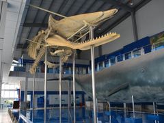 -上海海洋大学鱼文化博物馆(军工路校区)