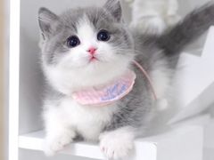 -欣宠猫屋·矮脚拿破仑·蓝金金渐层