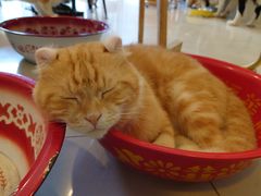 -平行世界·猫咖(首经贸店)