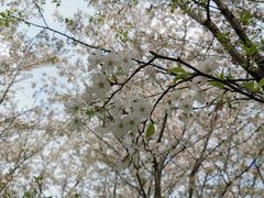 -高东镇樱花园