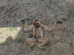 -合肥野生动物园