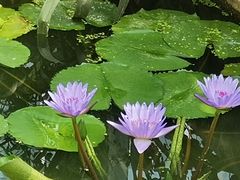 -国家植物园南园