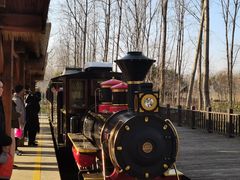 -合肥滨湖国家森林公园