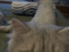 -艾吉宠物医院·疑难杂症转诊中心·猫友好(碧江路院)