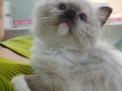 -lincat·猫舍(广州店)