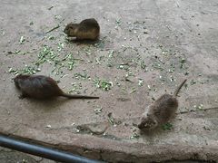 -昆明动物园