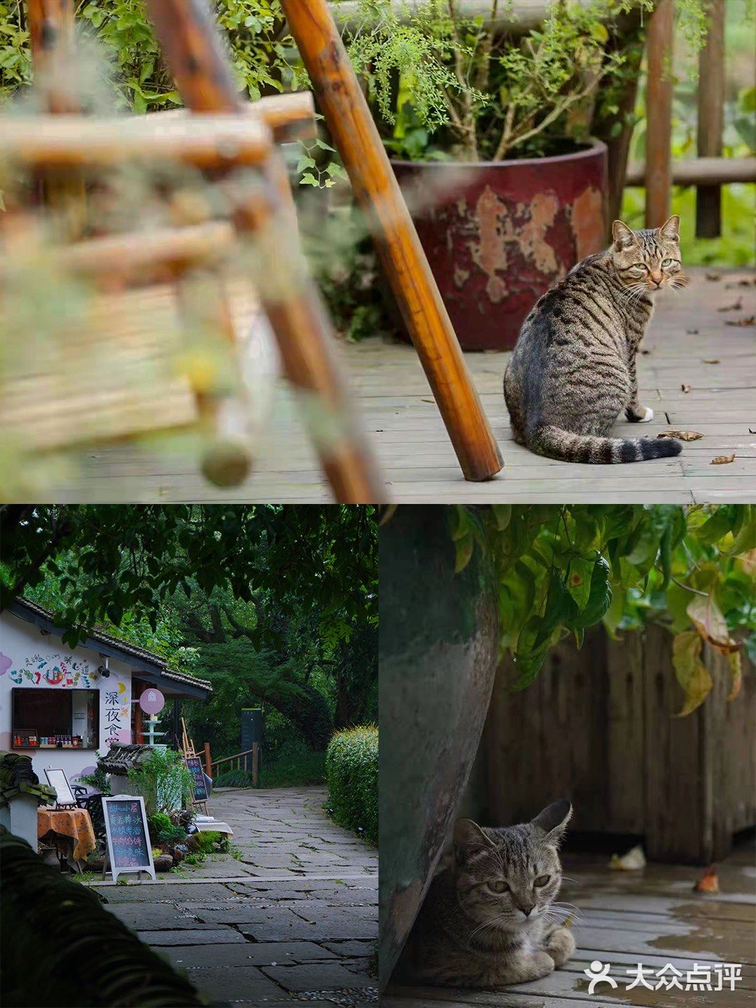 不用去巨猫岛｜杭州西溪湿地里就有萌宠天堂
