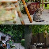 不用去巨猫岛｜杭州西溪湿地里就有萌宠天堂