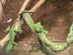 -上海大自然野生昆虫馆(东方明珠·爬宠昆虫探索中心)