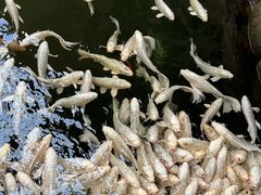 -南宫五洲植物乐园