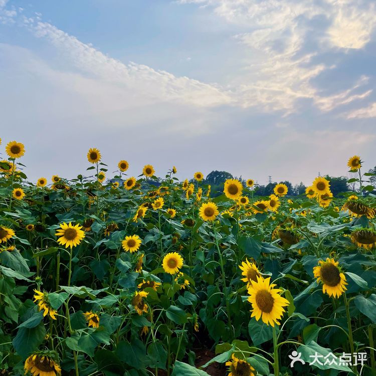 比姚明高的向日葵🌻花海