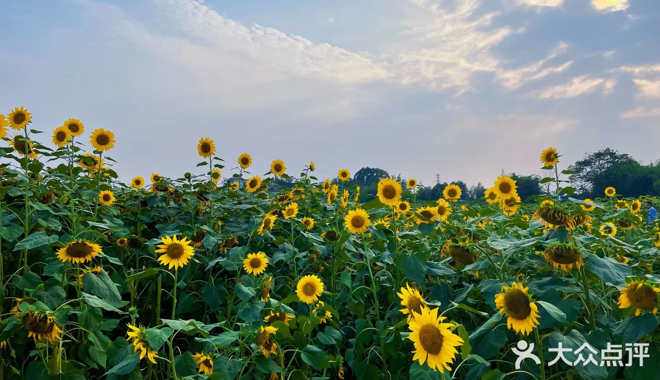 比姚明高的向日葵🌻花海