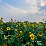 比姚明高的向日葵🌻花海