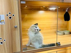 -猫十亿·布偶金渐层·曼基康矮脚猫舍(青年路店)
