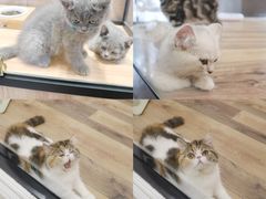 -袖虎·猫馆(体育西路店)