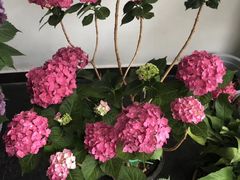 -爱尚幸福鲜花(上地实体店)