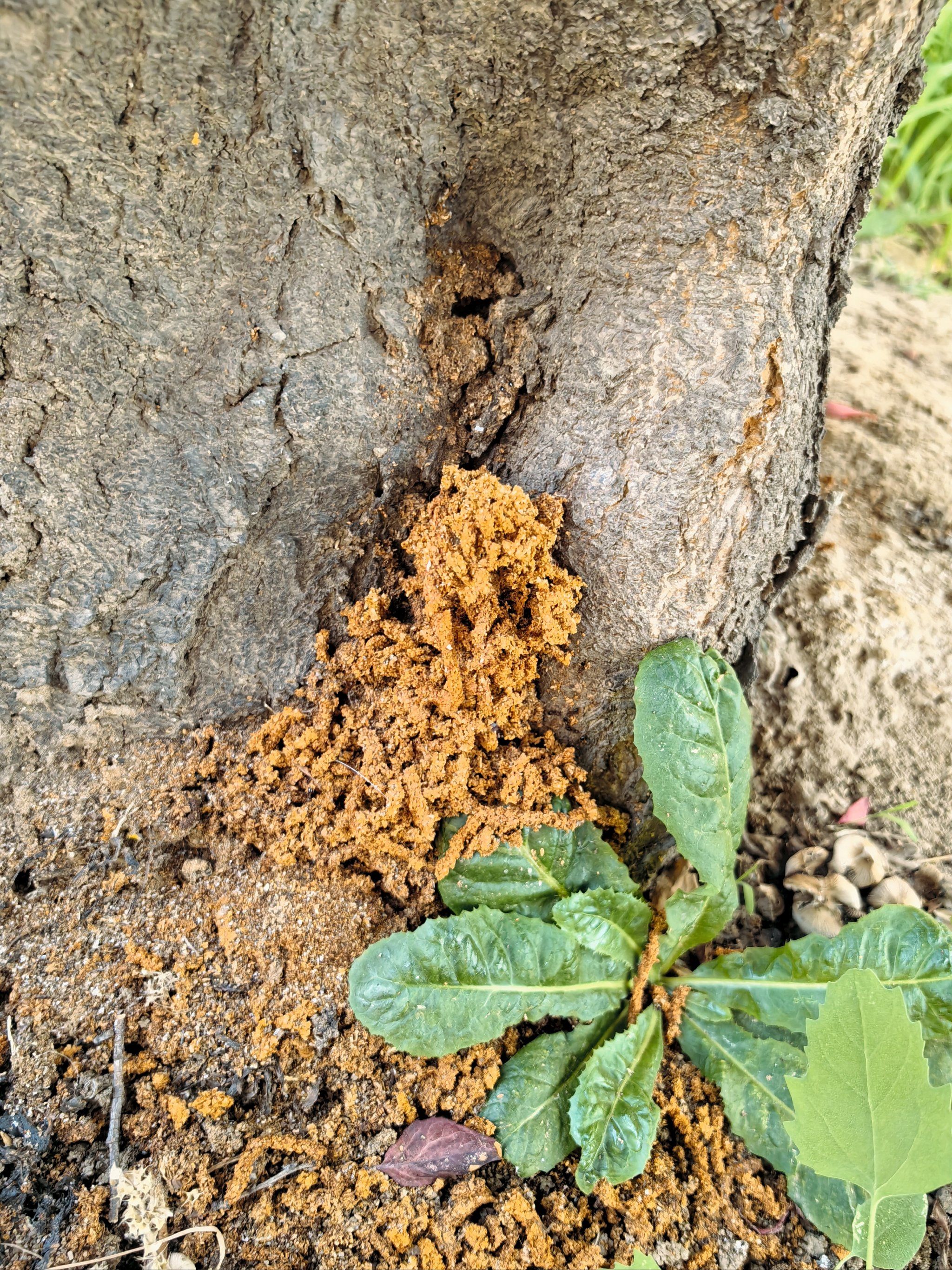 小区的树都被虫子吃了