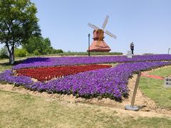 -杭州湾海上花田景区