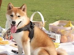 -翊宠yipet猫狗购宠庄园犬舍•猫舍