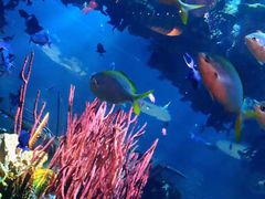 -迪拜帆船酒店海底餐厅