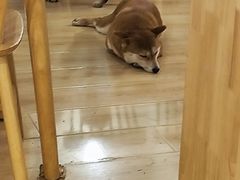 -柴の食堂·日式家庭料理·熊之肆(大学路店)