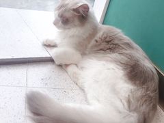 -飞行喵MR PILOT|猫舍·猫咖(静安大融城店)