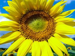 -光明小镇欢乐田园