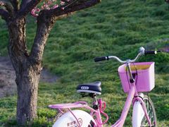 -花开海上生态园